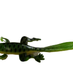 Fish On Tackle Store Cull-em 3" Tadpole Bass Angling