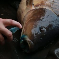 Fish On Tackle Store Specimen Carp Gardner Intensive Care