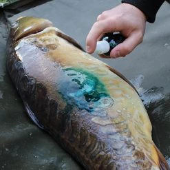 Fish On Tackle Store Specimen Carp Gardner Intensive Care